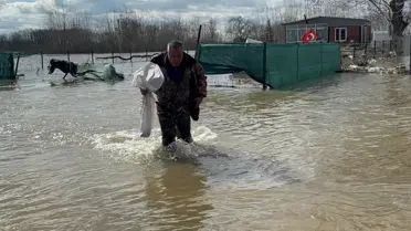 Meriç Nehri taştı, çuvalını kapan tarlada sazan topladı