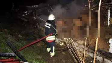 Ordu'da ahır yangını: 27 büyükbaş hayvan telef oldu