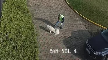 Sakarya'da Köpek Ölümü Üzerine İnceleme