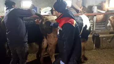 Beyşehir'de Şap Hastalığıyla Mücadele