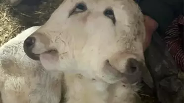 Erzurum'da Çift Başlı Buzağı Doğdu