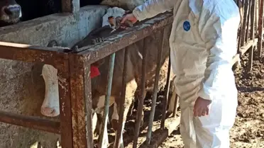 Düzce'de Şap Aşılama Kampanyası Başladı