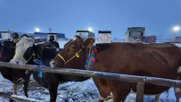 Şarkışla Hayvan Pazarı Soğuk Hava Nedeniyle Etkilendi