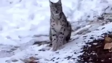 Vişak Gökçeler Köyü'nde Görüntülendi