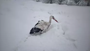 Yüksekova'da Leylek Kurtarma