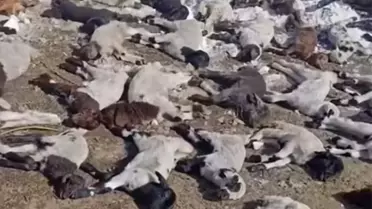 Başkale'de Yangın: 68 Hayvan Telef Oldu