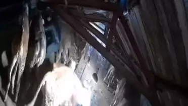 Kars'ta Ahır Çöktü, Hayvanlar Kurtarıldı