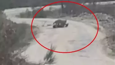 Vaşak, Yaralı Karacayı Yakaladı