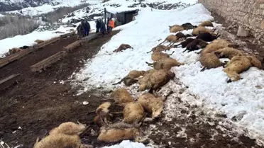 Kemah'ta 80 Koyun Zehirlenerek Telef Oldu