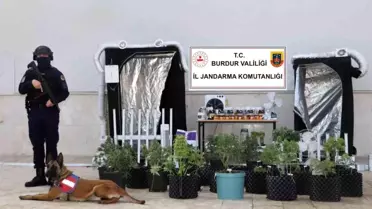 Burdur'da Uyuşturucu Operasyonu: 54 Kök Kenevir Ele Geçirildi