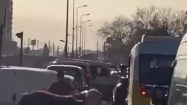Boğa Trafiği Altüst Etti