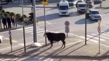 Bursa'da Boğa Trafiği Karıştırdı