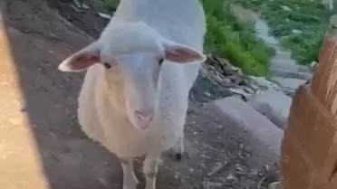 Kayıp Koyun Tarçın Bulundu