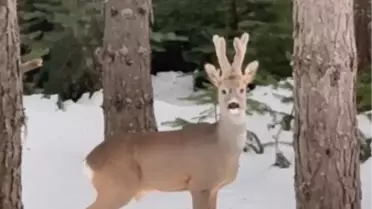Bolu'da Karaca Görüntülendi