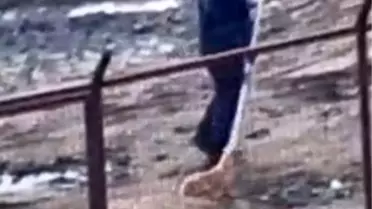 Sakarya Valiliğinden iki ilçedeki barınak görüntülerine ilişkin açıklama