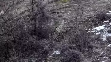 Hasköy'de Dronla Görüntülenen İki Tilki