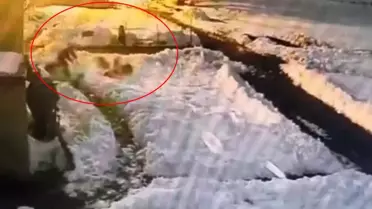 Hiç düşünmeden kurt sürüsünün içine daldı