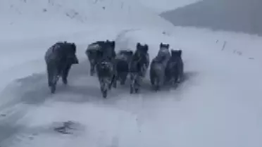 Kars'ta Kurtlar Köpeği Kapıp Götürdü