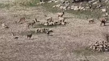 Zarar vermenin cezası 940 bin lira: Diyarbakır'da sürü halinde görüntülendi