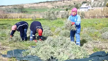 Didim'de ada çayı hasadı yapıldı
