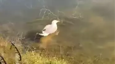 Yaralı Martı 'Bulut' Doğaya Salındı