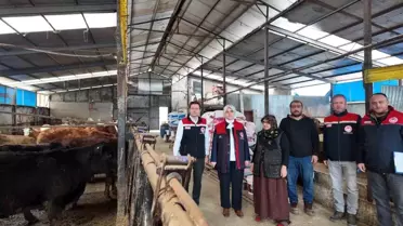 Düzce'de kadın yetiştiriciye etçi ırk düve desteği