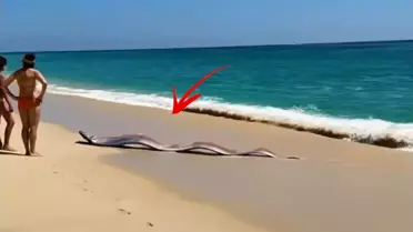 İki 'kıyamet balığı' sahile vurdu
