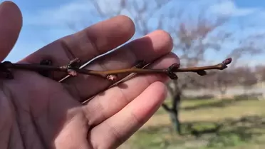 Malatya'da Kayısı Ağaçları Tomurcuklanmaya Başladı