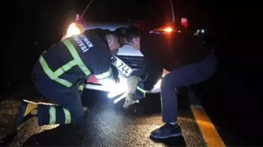 Batman'da çarpma sonucu aracın tamponuna sıkışan tilki kurtarıldı