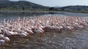 Flamingolar Taşan Tarlalarda