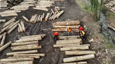 Düzce'de Orman Ürünleri İhracatı Artıyor