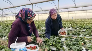 Silifke'de Kadınlar Günü Tarlada Geçiyor