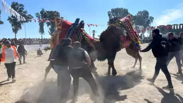 Şap karantinası kalktı, deve güreşleri İncirliova'da başladı