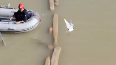 Misinaya Dolanan Martı Kurtarıldı