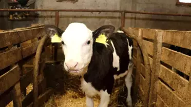 Samsun'da Ari İşletme Hedefi