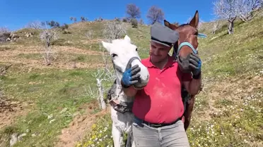 Aydın'da günlük 8 bin TL'ye at ile çift sürecek işçi bulunamıyor