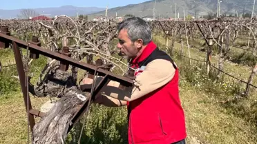 Sarıgöl'de Üzüm Bağları İçin Kontroller Devam Ediyor