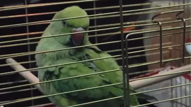 Bursa'da Yasa Dışı Hayvan Ticaretine Baskın