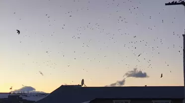 Kars'ta Kuşların Gökyüzü Şöleni