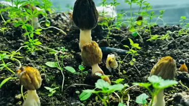 Kuzugöbeği Mantarı Üretimi Mersin'de Başladı