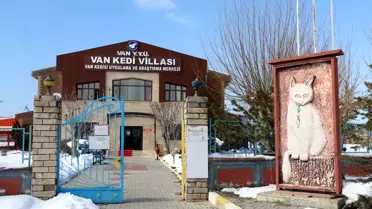 Van Kedilerinin Çiftleşme Dönemi Başladı