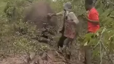 Yaralı filin kuyruğunu çekti, bedelini hayatıyla ödedi