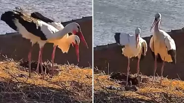Yaren leyleğin eşi Nazlı da yuvasına döndü