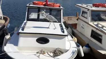 Avcılar'ın Maskotu: Cabbar Balıkçı