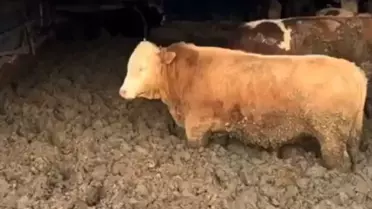 3 kuruş için hayvanlara bunu yaptılar! Bakanlık affetmedi