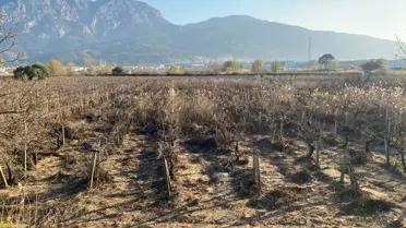 Gediz Nehri Taştı, Tarım Arazileri Su Altında Kaldı