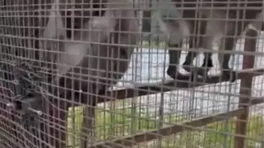 Denizli'de 3 Örümcek Maymunu Koruma Altına Alındı