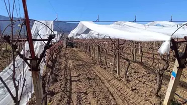Sarıgöl'de Üzüm Bağları Dolu Tehlikesine Karşı Korunuyor
