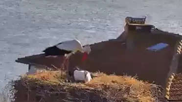 Leyleklerin Buluşması Canlı Yayında!