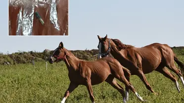 Belediye aşevinde skandal! Kavurmanın içinden yarış atı çipi çıktı